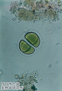 0103Chroococcus_giganteus_01_200x300n