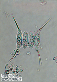 0805Scenedesmus_opoliensis_01_200x300n