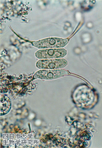 0805Scenedesmus_opoliensis_03_200x300n