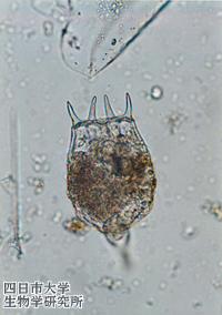 1724Brachionus_budapestinensis_01_200x300n