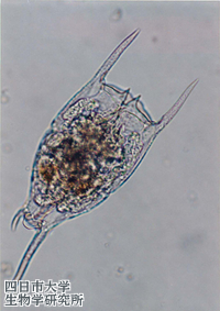 1725Schizocerca_diversicornis_02_200x300n