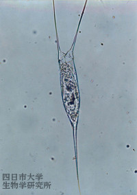 1730tetramastix-opoliensis_02_200x300n