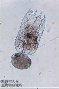 1735brachionus_calyciflorus_04_200x300n